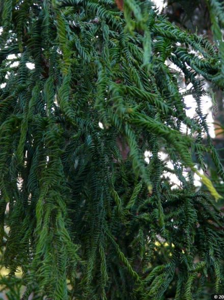 Cryptomeria japonica 'Rasen' (Japanse hanekam, Japanse cipres)