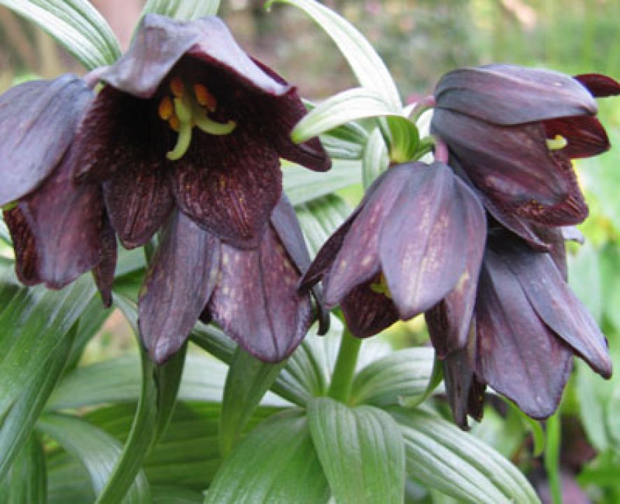 Fritillaria camschatcensis Kievitsbloem De Tuinen van Appeltern