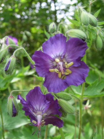 Geranium phaeum 'Lilly Lovell' - Ooievaarsbek