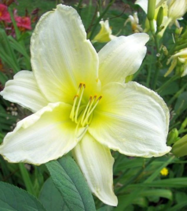Hemerocallis 'Ice Carnival' - Daglelie | De Tuinen van Appeltern