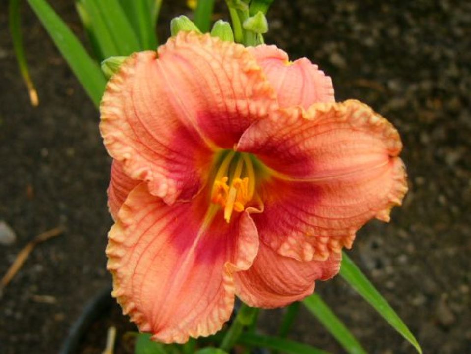 Hemerocallis 'Siloam Ribbon Candy' Daglelie De Tuinen van Appeltern