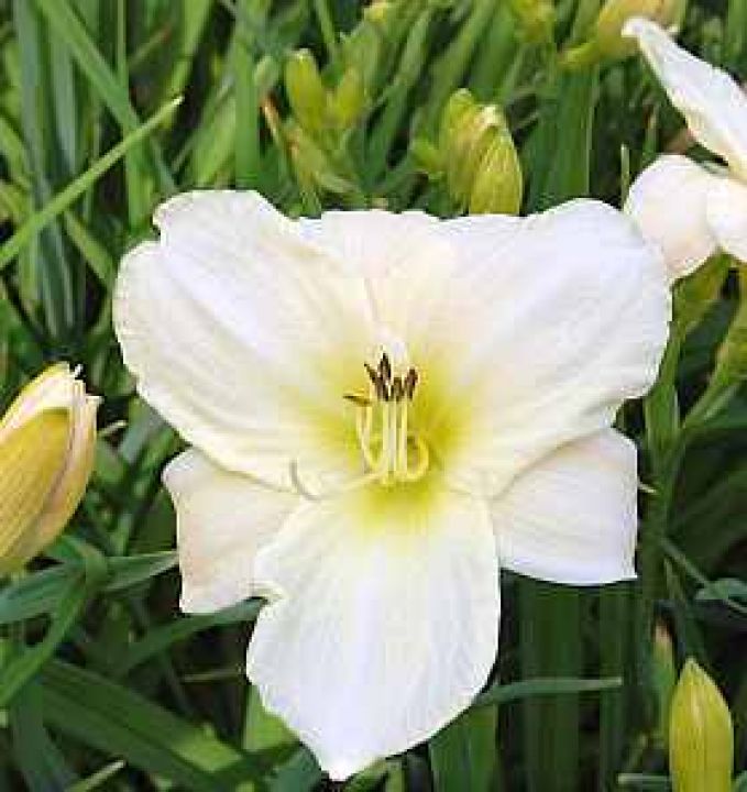 Hemerocallis ‘White Temptation’ - Daglelie | De Tuinen van Appeltern