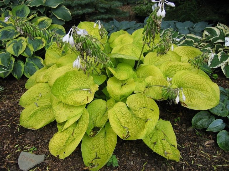 Hosta Sieboldiana Var. Elegans