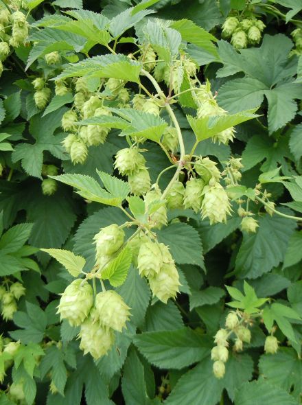 Humulus lupulus (Hop)