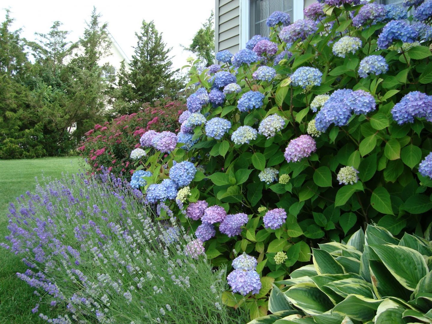 Hydrangea macrophylla 'Blue Heaven' Tuinhortensia De Tuinen van