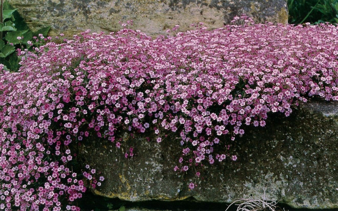 gypsophila_repens_rosea_gipskruid_kruipend_gipskruid.jpg