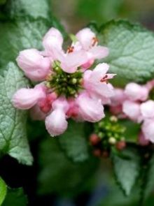 Lamium maculatum 'Pink Pewter' (Gevlekte dovenetel)