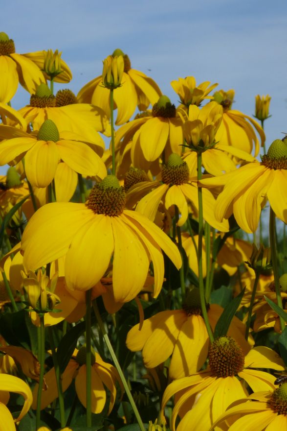 Rudbeckia nitida ‘Herbstsonne’ (Zonnehoed) | De Tuinen van Appeltern