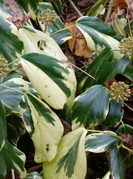 Hedera colchica 'Dentata Variegata' (Bontbladige klimop)