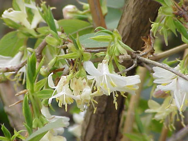lonicera fragrantissima (kamperfoelie of struikkamperfolie) | de