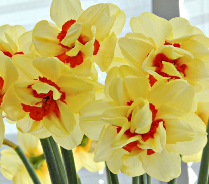 Narcissus 'Double Fashion' - Narcis | De Tuinen van Appeltern
