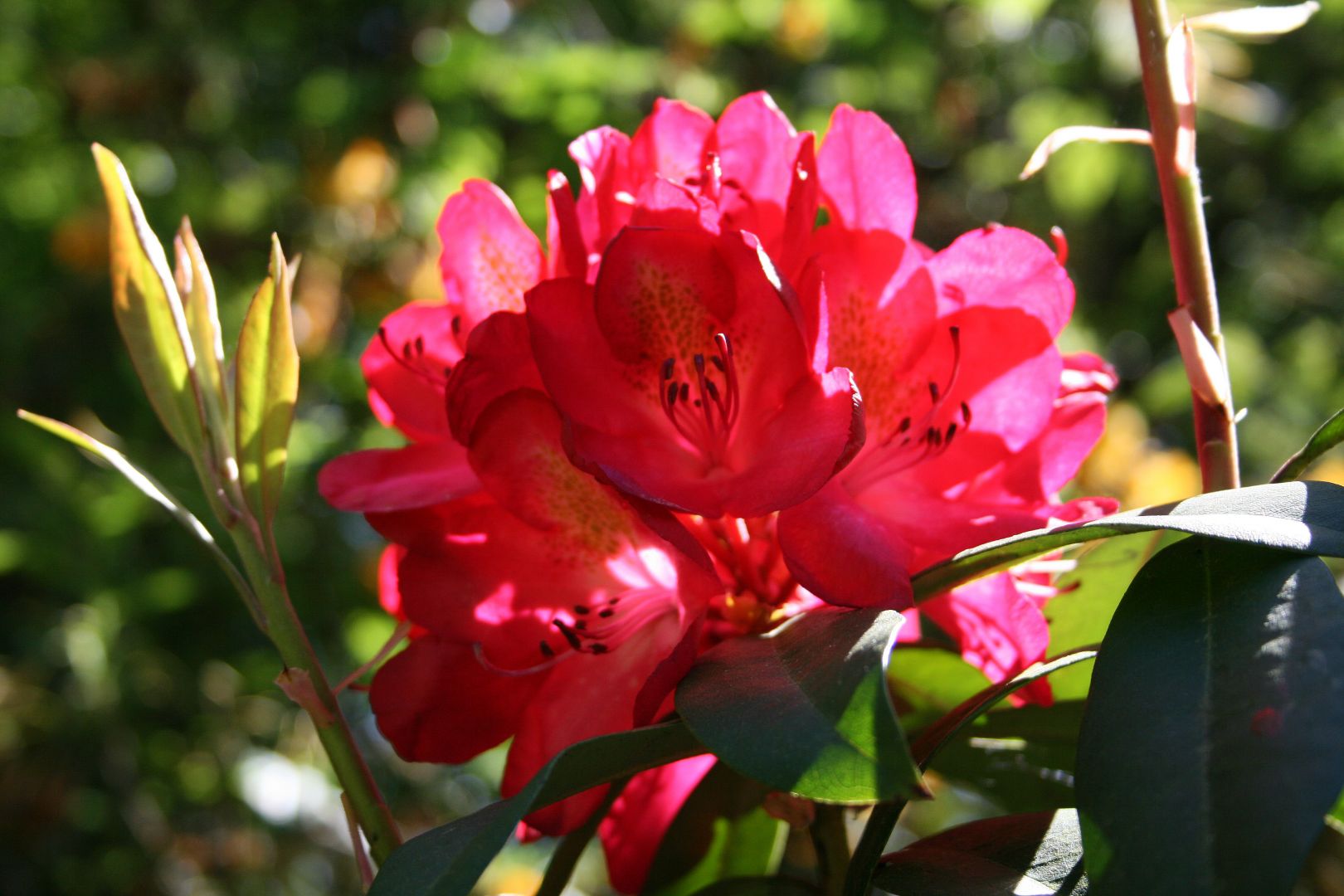Rhododendron 'Nova Zembla' - Rododendron | De Tuinen van Appeltern