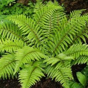 Polystichum polyblepharum (Glansschildvaren) - p9