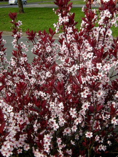 Prunus cistena - (Purperbladige 