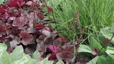 Bladplantenborder