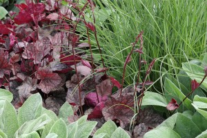 Bladplantenborder