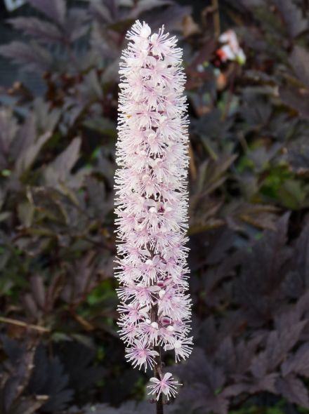 Actaea simplex 'Brunette', Cimicifuga ramosa 'Brunette' (Zilverkaars)