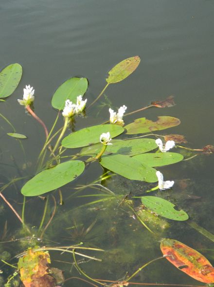Aponogeton distachyos (Kaapse waterlelie) in mand per 4 stuks