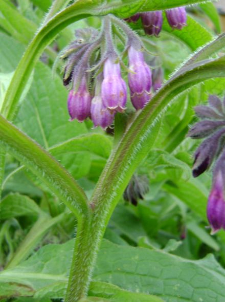 Symphytum officinale (Gewone smeerwortel)