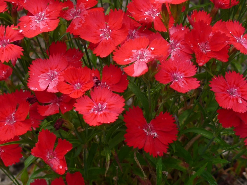 Dianthus deltoides 'Flashing Light' p9 De Tuinen van Appeltern