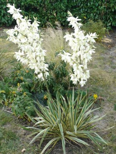 Yucca Filamentosa Bridge Edge Palmlelie De Tuinen Van Appeltern