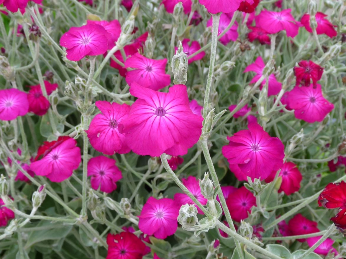 lychnis_coronaria_prikneus.jpg