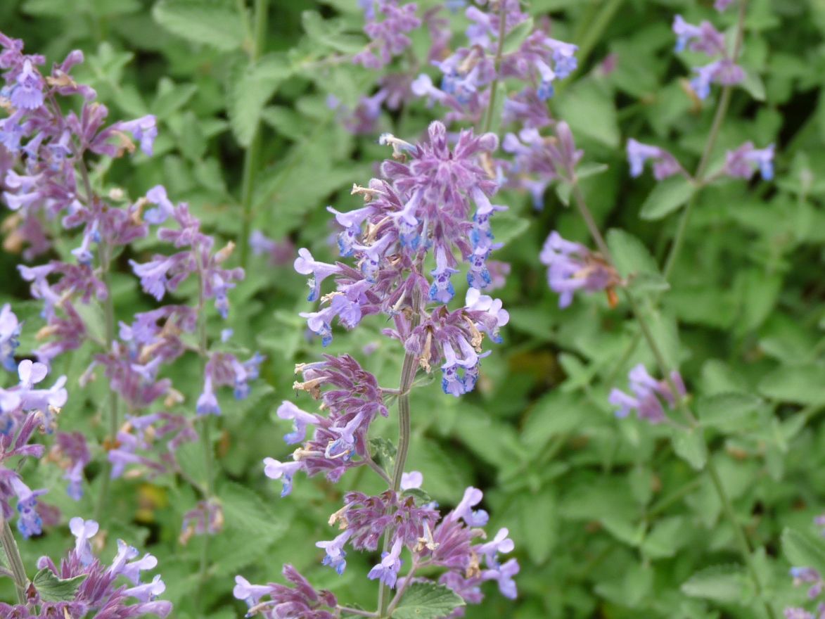 Nepeta 'Walker's Low' (Kattenkruid) De Tuinen van Appeltern