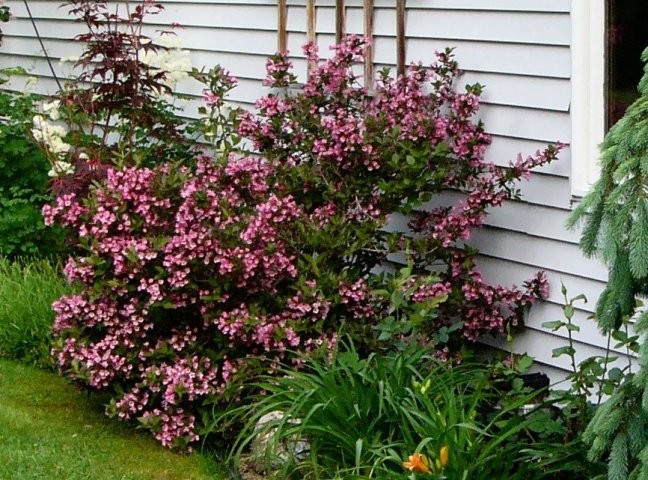 Weigela florida 'Nana Purpurea' Weigela De Tuinen van Appeltern