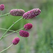 Pimpernel (Sanguisorba officinalis 'Tanna') - p9