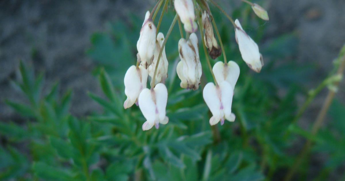 Dicentra eximia 'Alba' (Tranend Hartje, Gebroken Hartje) De Tuinen