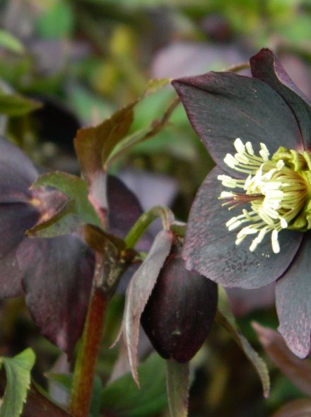 Helleborus orientalis (Purperzwart kerstroos, Oosterse kerstroos)