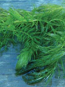 Ceratophyllum demersum (Hoornblad) per 5 bundels