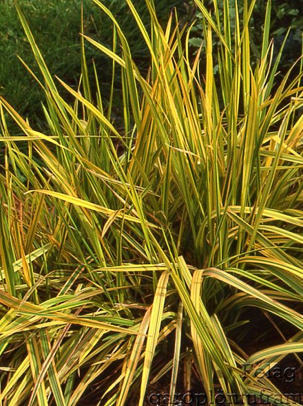Alopecurus pratensis 'Aureovariegatus' (Goudvossestaart, Golden Foxtail Grass)