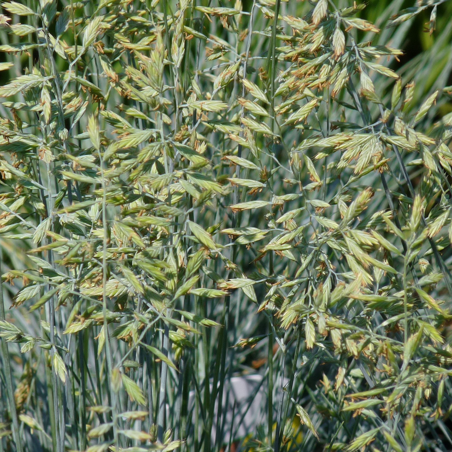 Festuca Glauca Blauw Schapengras De Tuinen Van Appeltern