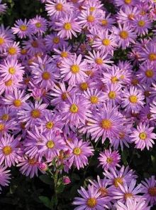 Aster amellus 'Rosa Erfüllung' (Herfstaster)