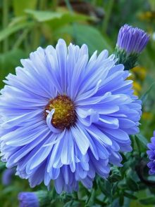 Aster novi-belgii 'Marie Ballard' (Aster, Herfstaster, Nieuw-Nederlandse aster)