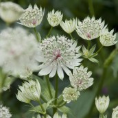 Astrantia Astrantia