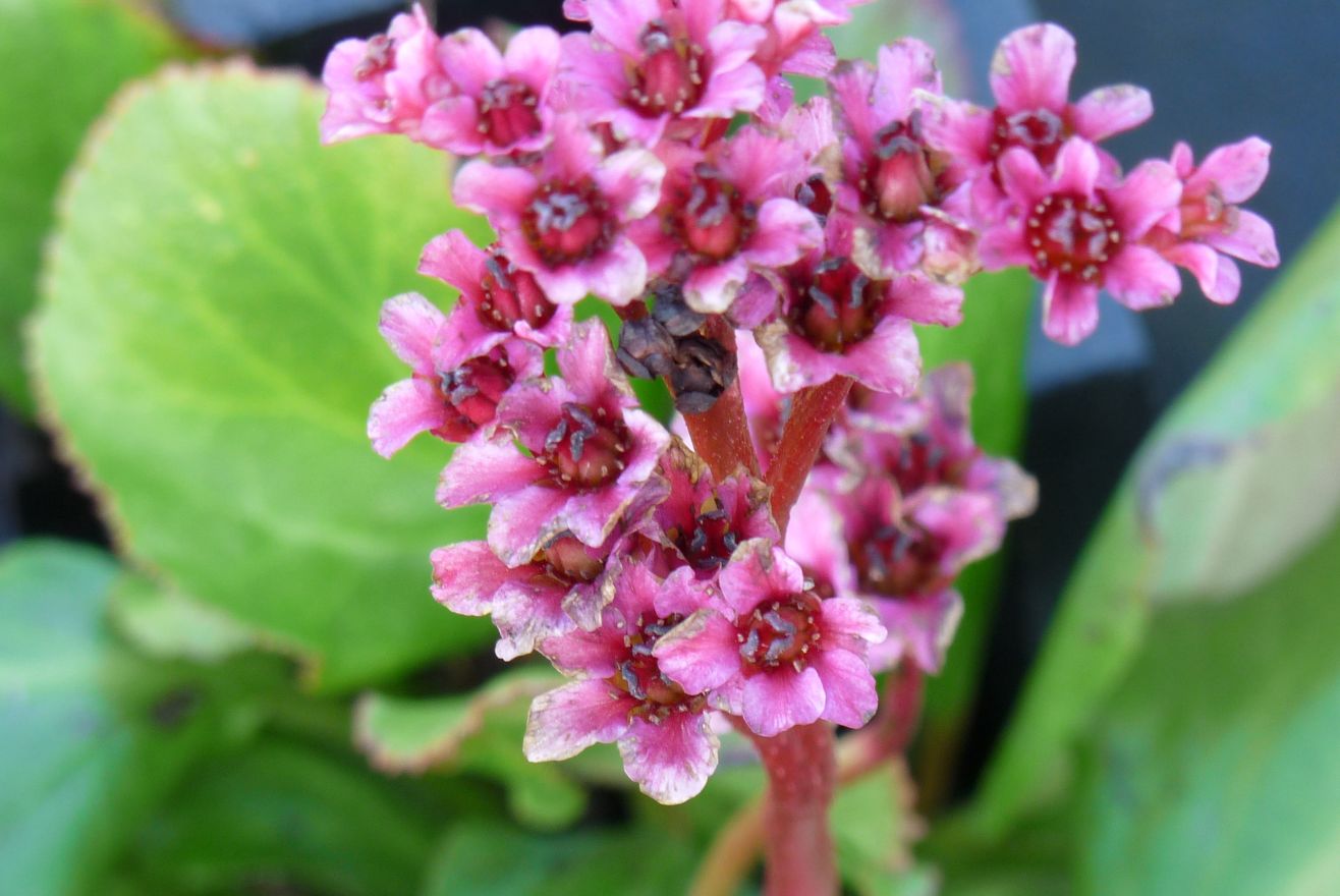 Bergenia cordifolia (Schoenlappersplant) | De Tuinen van ...