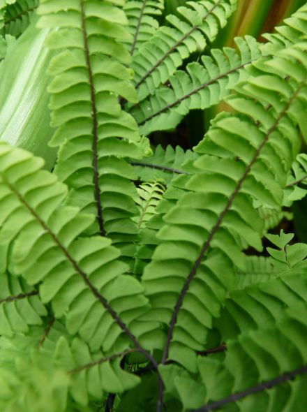 Adiantum pedatum 'Imbricatum' (Vrouwenhaar, Venushaar)