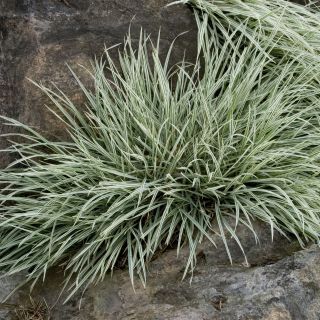 Arrhenatherum bulbosum 'Variegatum' (Glanshaver, Knolhaver)