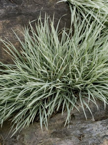 Arrhenatherum bulbosum 'Variegatum' (Glanshaver, Knolhaver)