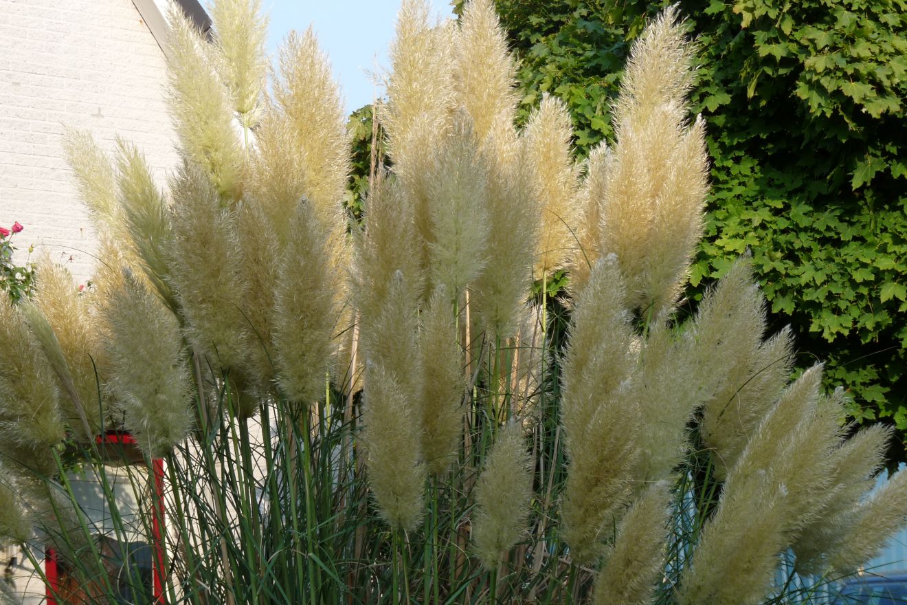 Cortaderia selloana (Pampasgras) | De Tuinen van Appeltern
