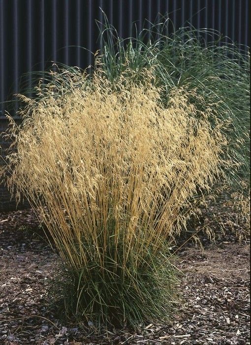 Deschampsia cespitosa 'Goldtau' (Ruwe smele) | De Tuinen ...