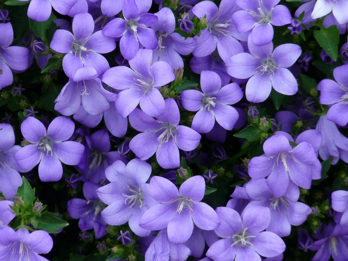 Campanula portenschlagiana (Klokjesbloem, Dalmatiëklokje, Kruipklokje ...