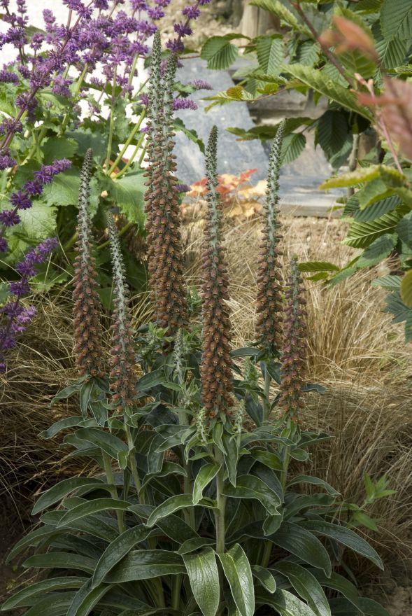 Digitalis parviflora (Chocolade vingerhoedskruid) De Tuinen van Appeltern