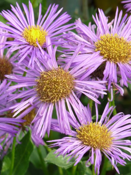 Erigeron 'Dunkelste Aller' (Fijnstraal)