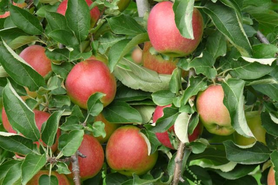 Malus domestica 'Elstar', laagstam (Elstar appel, laagstam appelboom wortelgoed) De Tuinen van Malus domestica 'Elstar', laagstam (Elstar appel, laagstam appelboom wortelgoed) De Tuinen van