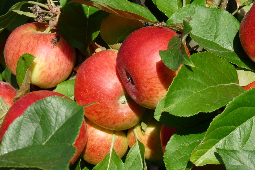 Malus domestica 'Elstar', laagstam (Elstar appel, laagstam appelboom wortelgoed) De Tuinen van Malus domestica 'Elstar', laagstam (Elstar appel, laagstam appelboom wortelgoed) De Tuinen van