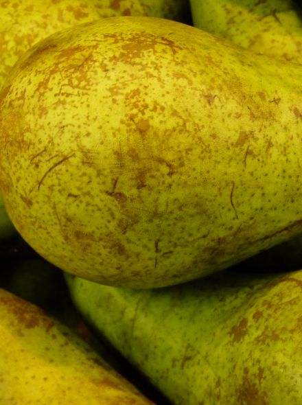 Laagstam perenboom Conference (Handpeer, Pyrus communis Conference)