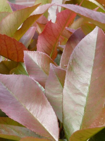 Groenblijvende leibomen - Leiboom Photinia fraseri 'Red Robin'